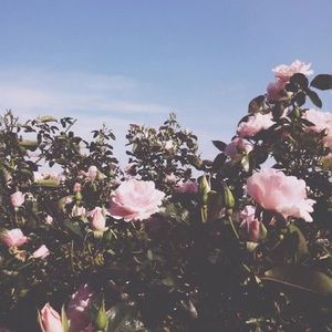 Meet your Posher, Mahsa